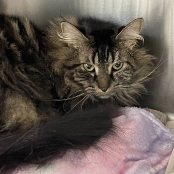Tabby and Maine Coon Cats Available for Adoption - Pickles | PetCurious