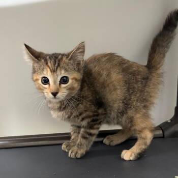 BCSO-Stray-106676_2_3 -  American Shorthair Cat for Adoption in Melrose, Florida - BCSO-Stray-106676_2_3 | PetCurious
