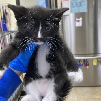 American Shorthair Cats Available for Adoption - Berthe Morisot | PetCurious