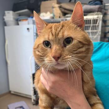 Blaze -  Domestic Short Hair Cat for Adoption - Blaze | PetCurious