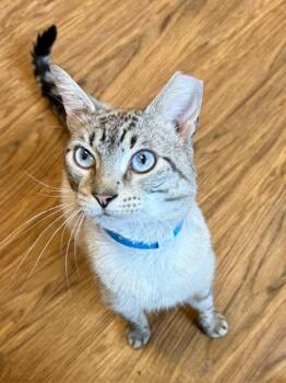 Nicholas -  Siamese Cat for Adoption in Medina, Ohio - Nicholas | PetCurious