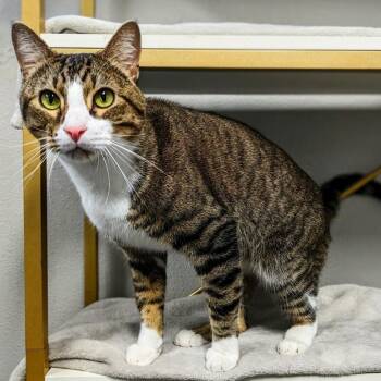 Tommy Boy -  Domestic Short Hair Cat for Adoption in Garfield, Arkansas - Tommy Boy | PetCurious