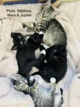 Jupiter -  Domestic Short Hair Cat for Adoption in Gainesville, Florida - Jupiter | PetCurious
