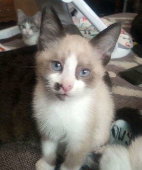 Rescue Snowshoe Cats for Adoption in San Antonio, Texas - LOKIE | PetCurious