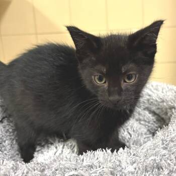 Hunter -  Domestic Short Hair Cat for Adoption in East Hampton, New York - Hunter | PetCurious
