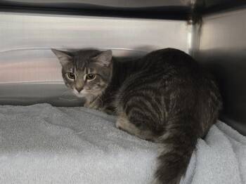 Domestic Short Hair Cats Available for Adoption in Omaha, Nebraska - GUSH | PetCurious