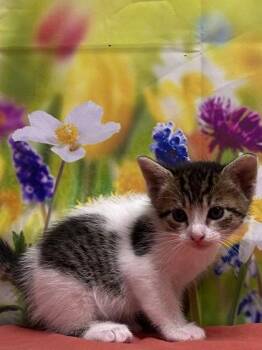 Domestic Short Hair Cats Available for Adoption in San Antonio, Texas - Koko | PetCurious