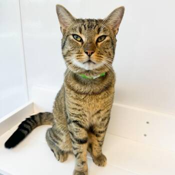 Landinwood -  Domestic Short Hair Cat for Adoption in Fort Wayne, Indiana - Landinwood | PetCurious