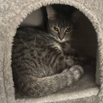 Kora -  Domestic Short Hair Cat for Adoption in Murray, Utah - Kora | PetCurious