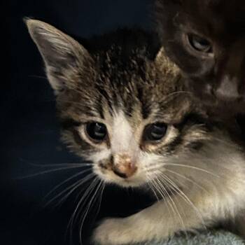 Jayla -  Domestic Short Hair Cat for Adoption in Leander, Texas - Jayla | PetCurious