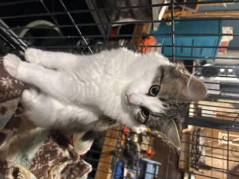 Rescue Domestic Long Hair Cats for Adoption in Fredericton, New Brunswick - Amelia | PetCurious