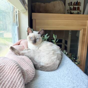 Merida -  Siamese Cat for Adoption in Houston, Texas - Merida | PetCurious
