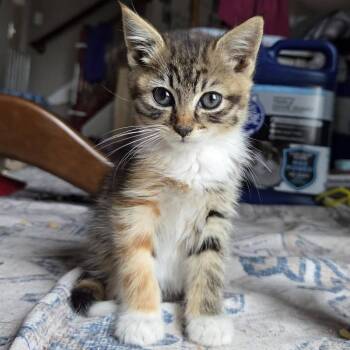 Ricotta (bonded to Brie) -  Domestic Medium Hair Cat for Adoption in Reisterstown, Maryland - Ricotta (bonded To Brie) | PetCurious