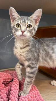 Gigi -  Domestic Short Hair Cat for Adoption in Bellevue, Washington - Gigi | PetCurious