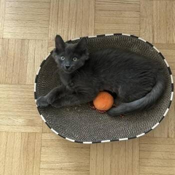 Fish-Must be adopted with Benny -  Domestic Medium Hair Cat for Adoption in Toronto, Ontario - Fish-Must Be Adopted With Benny | PetCurious