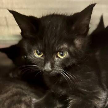Domestic Short Hair Cats Available for Adoption in Walnut Creek, California - Harvey | PetCurious