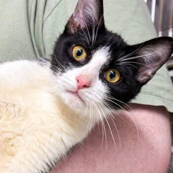 Skittles -  Domestic Short Hair Cat for Adoption in Falls Church, Virginia - Skittles | PetCurious