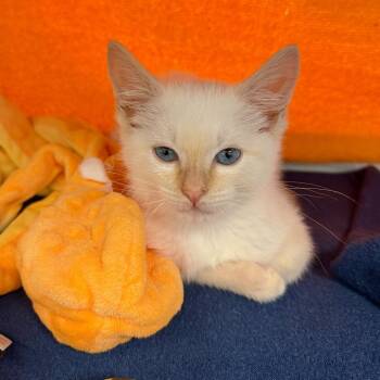 Bogey -  Domestic Short Hair Cat for Adoption in Franklin, Tennessee - Bogey | PetCurious