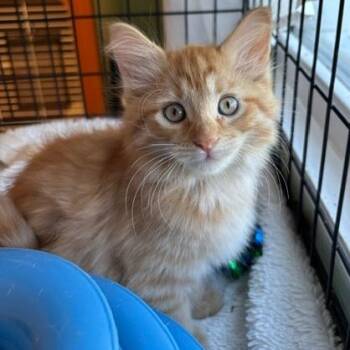 Hansel -  Domestic Short Hair Cat for Adoption in South Elgin, Illinois - Hansel | PetCurious