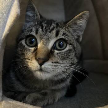 Rescue Domestic Short Hair Cats for Adoption - Caris 0825 DW | PetCurious