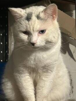 Domestic Short Hair and Siamese Cats Available for Adoption - Thor | PetCurious