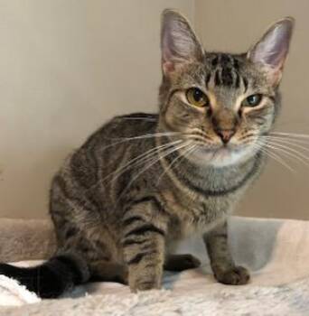 Rescue Domestic Short Hair Cats for Adoption in Bellmawr, New Jersey - Packard | PetCurious