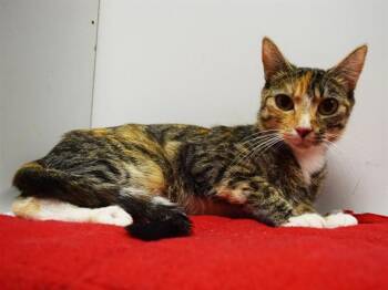 Domestic Short Hair Cats Available for Adoption in Sacramento, California - LEELA | PetCurious
