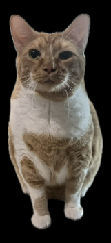 Sammy -  American Shorthair Cat for Adoption in Lakeland, Florida - Sammy | PetCurious