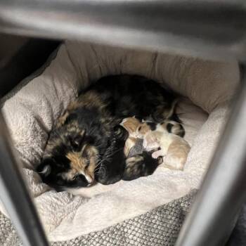 Domestic Short Hair Cats Available for Adoption in Hampton Bays, New York - Ash | PetCurious