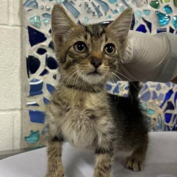 ELMER FUDGE -  Domestic Short Hair Cat for Adoption in Pensacola, Florida - ELMER FUDGE | PetCurious