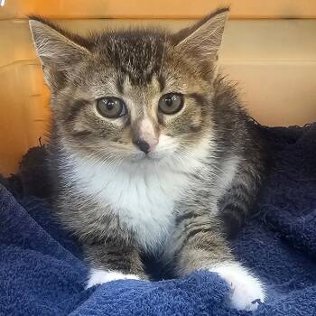 Noctis -  Domestic Short Hair Cat for Adoption in Hedgesville, West Virginia - Noctis | PetCurious