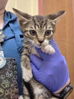 Mrs. Hart -  Domestic Short Hair Cat for Adoption in Westland, Michigan - Mrs. Hart | PetCurious