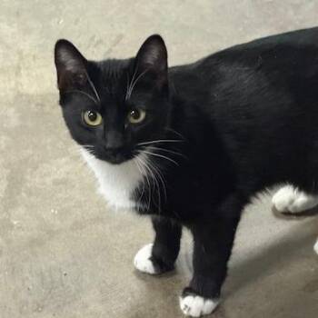 Domestic Short Hair Cats Available for Adoption in Lenexa, Kansas - Frieda | PetCurious