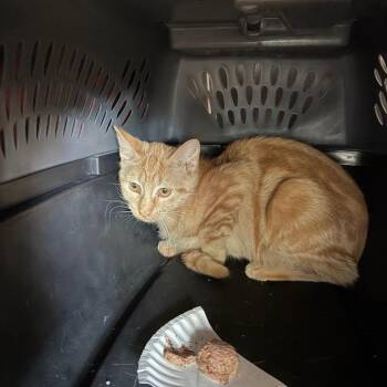 Honeybee -  Domestic Short Hair Cat for Adoption in Dekalb, Illinois - Honeybee | PetCurious