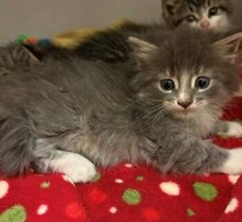 Collage -  Domestic Long Hair Cat for Adoption in Mason City, Iowa - Collage | PetCurious