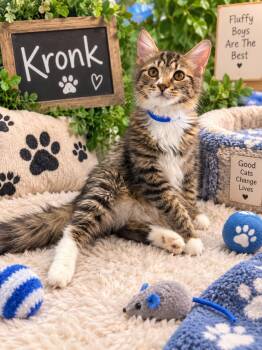 Kronk -  Maine Coon and Domestic Medium Hair Cat for Adoption in Tavares, Florida - Kronk | PetCurious
