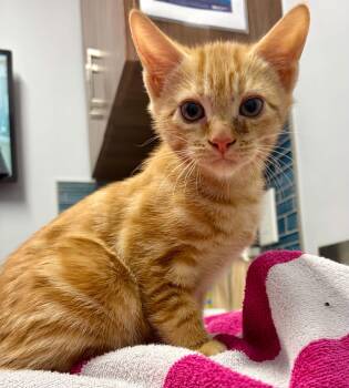 Cheetoh -  Domestic Short Hair Cat for Adoption in Warren, New Jersey - Cheetoh | PetCurious