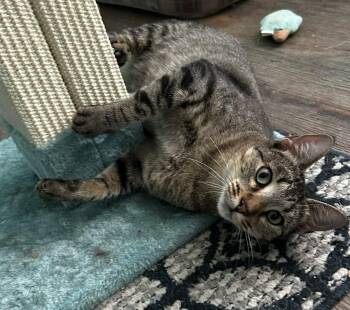 Gatsby -  Domestic Short Hair Cat for Adoption in Hardeeville, South Carolina - Gatsby | PetCurious