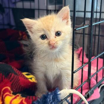 Rescue Domestic Short Hair Cats for Adoption in Los Angeles, California - Lani | PetCurious