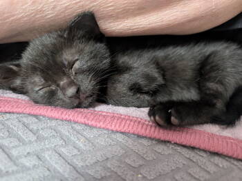 Rescue Domestic Short Hair Cats for Adoption in San Jose, California - Herring | PetCurious
