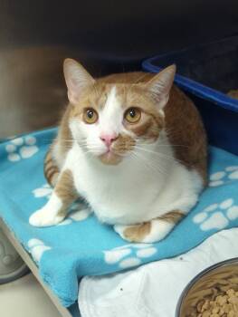 Rescue Domestic Short Hair Cats for Adoption in Johnson City, Tennessee - Aubie | PetCurious