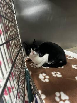 Domestic Short Hair Cats Available for Adoption in Pasadena, Texas - TUX | PetCurious