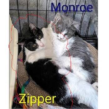 Rescue Domestic Short Hair Cats for Adoption in Millcreek, Utah - Zipper | PetCurious