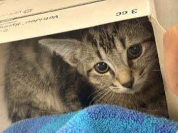 Dimbe -  Domestic Short Hair Cat for Adoption in Memphis, Tennessee - Dimbe | PetCurious