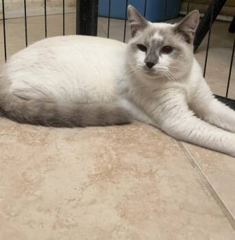 Brooks -  Siamese and Snowshoe Cat for Adoption in Columbia, South Carolina - Brooks | PetCurious