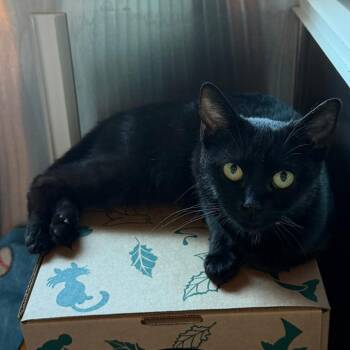 Coconut -  Domestic Short Hair Cat for Adoption in Fairport, New York - Coconut | PetCurious
