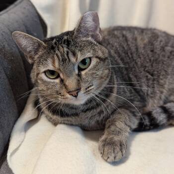 Domestic Short Hair Cats Available for Adoption in Charlotte, North Carolina - Millie | PetCurious