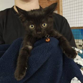 Scream -  Domestic Short Hair Cat for Adoption in Madison, Wisconsin - Scream | PetCurious