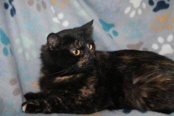 Domestic Medium Hair and Tortoiseshell Cats Available for Adoption - Maple - 43235 | PetCurious