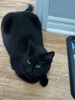 Domestic Short Hair Cats Available for Adoption - Dolly | PetCurious